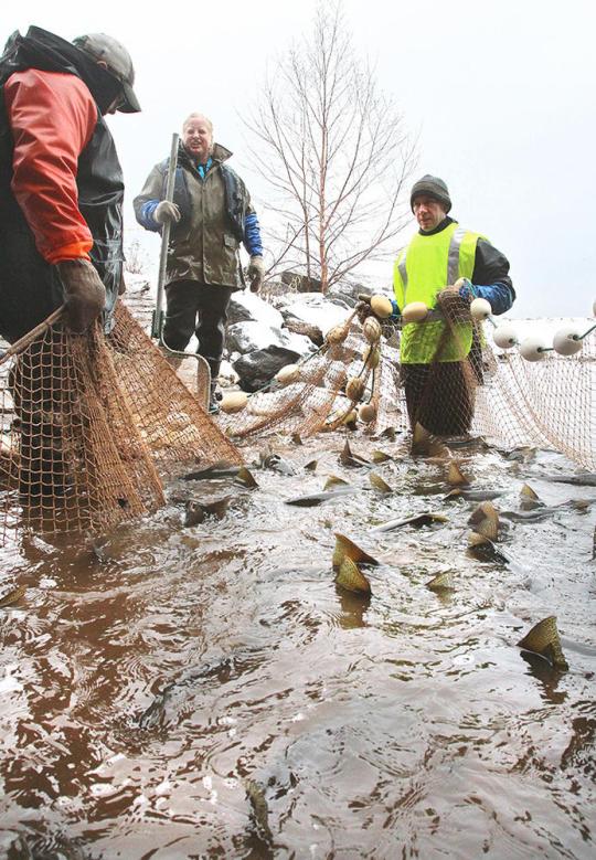 cookKAMLOOPS0410c1 copy